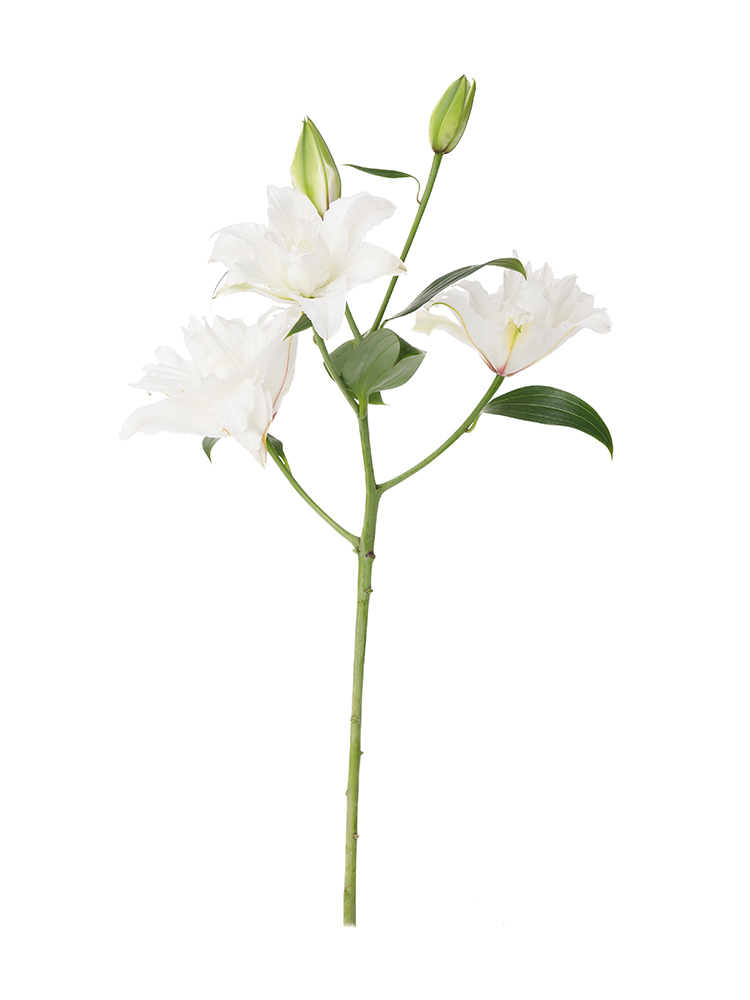 【生花】ユリ(オリエンタル) ホワイトトルネード1本
