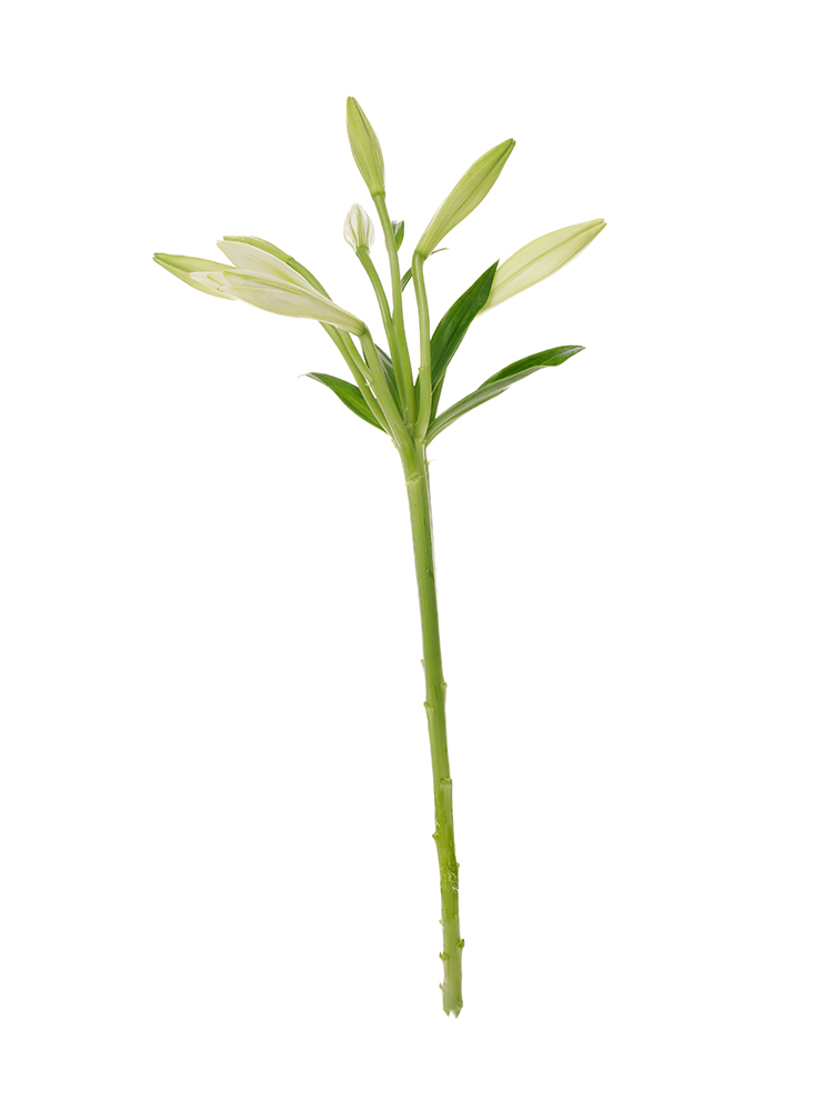【生花】テッポウユリ(白) 品種おまかせ1本
