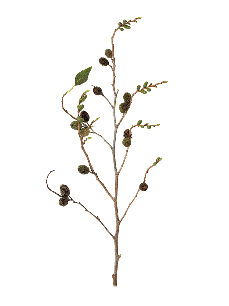 【生花】ヤシャ 品種おまかせ(緑)1本