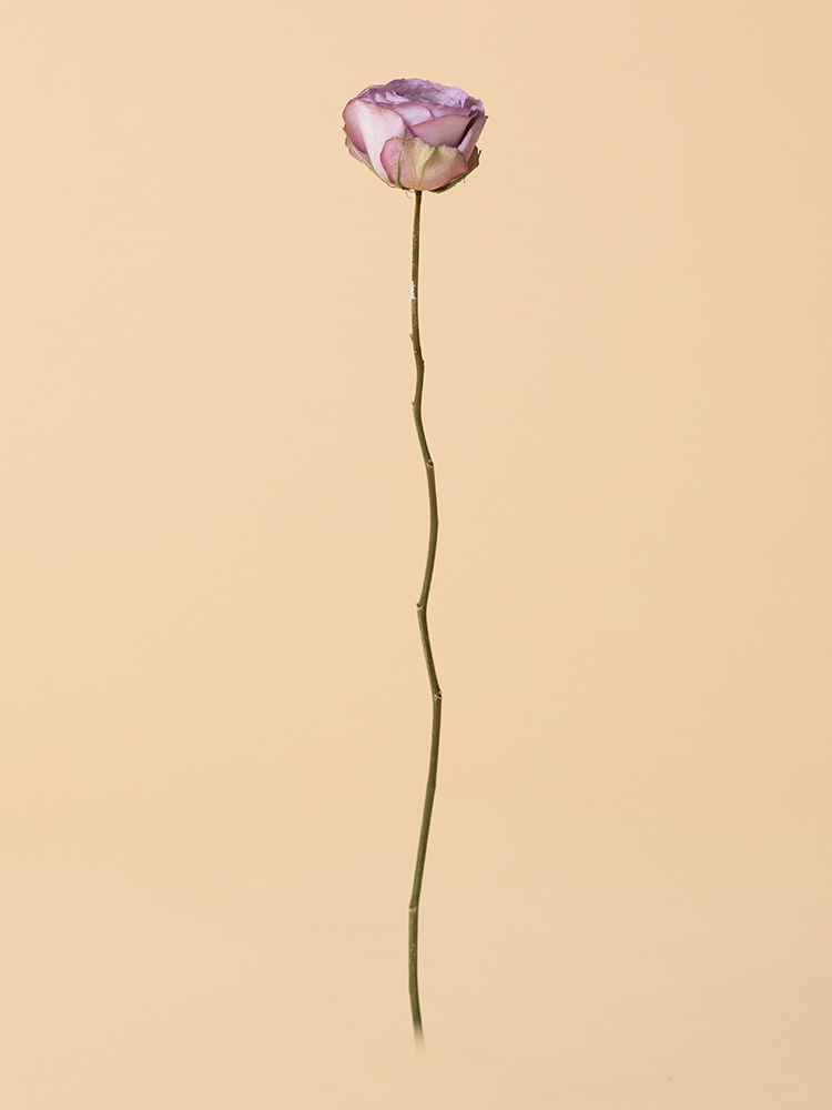 【高級ドライ】バラ　ライラッククラシック1本