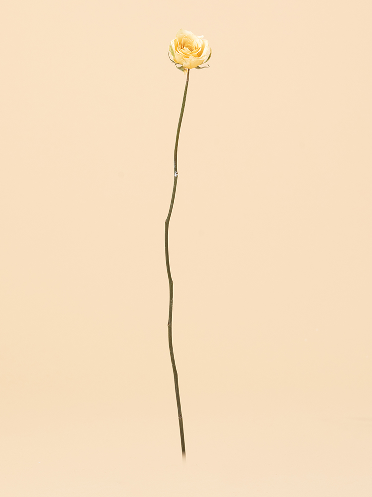 【高級ドライ】バラ(黄)　品種おまかせ1本