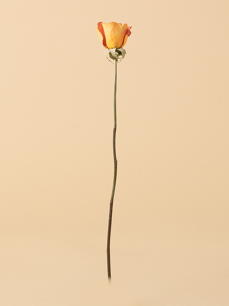 【高級ドライ】バラ　パレオ901本