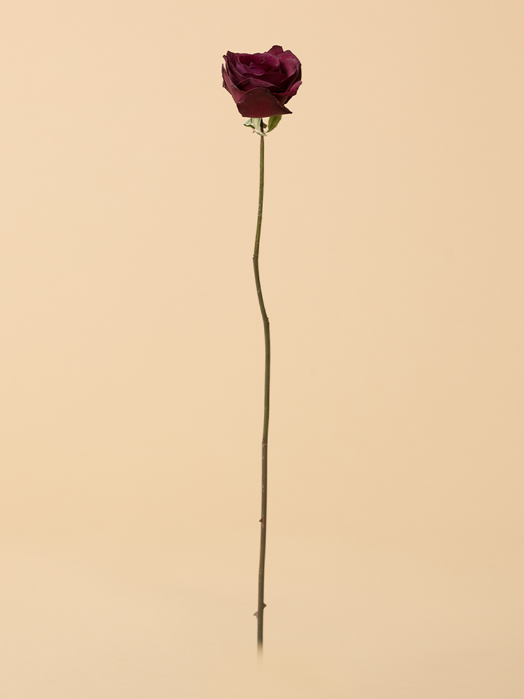 【高級ドライ】バラ　レッドスター1本