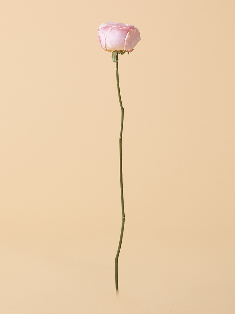 【高級ドライ】バラ スイートアヴァランチェ+1本