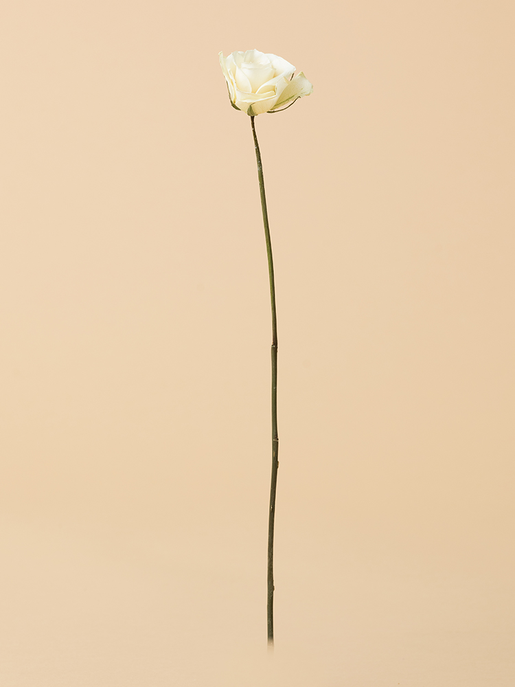 【高級ドライ】バラ ティネケ1本