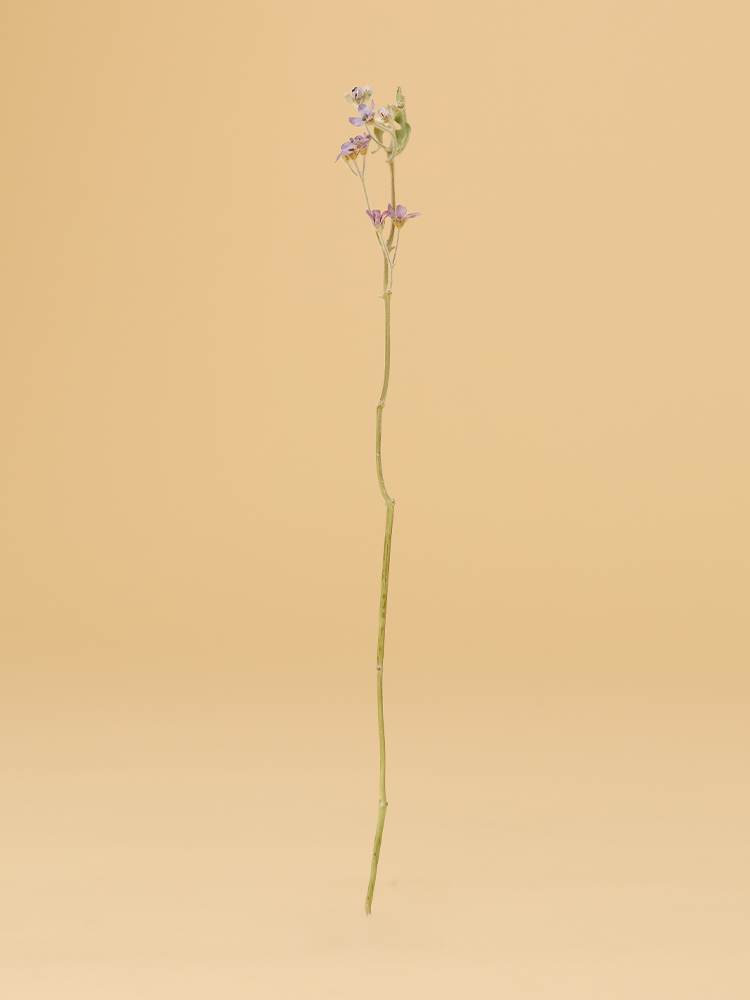 【高級ドライ】ブルースター　ピュアブルー1本