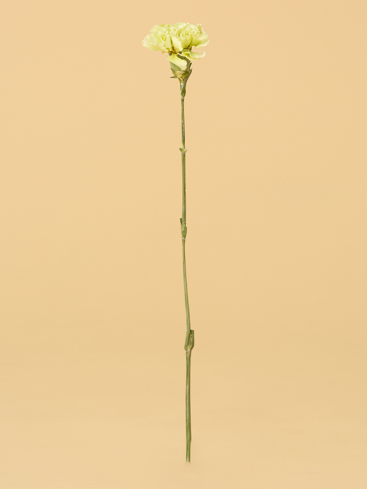 【高級ドライ】カーネーション　プラドミント1本