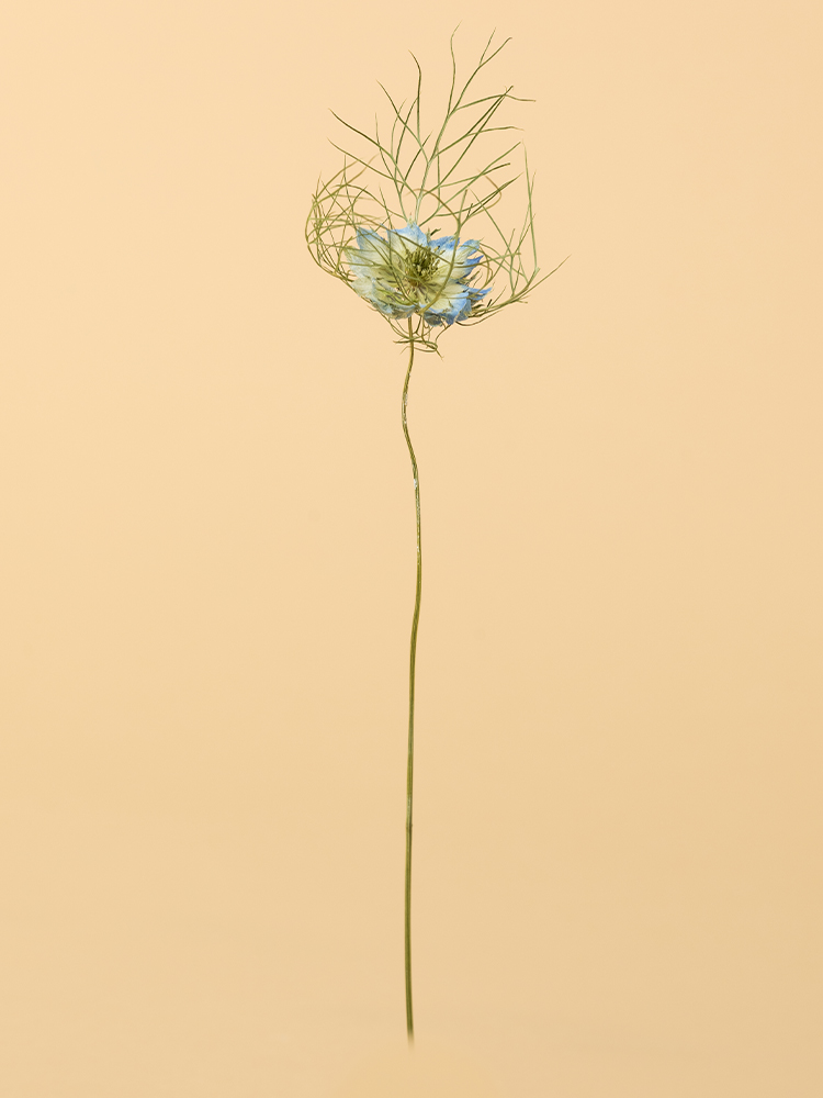 【高級ドライ】ニゲラ(青)　品種おまかせ1本