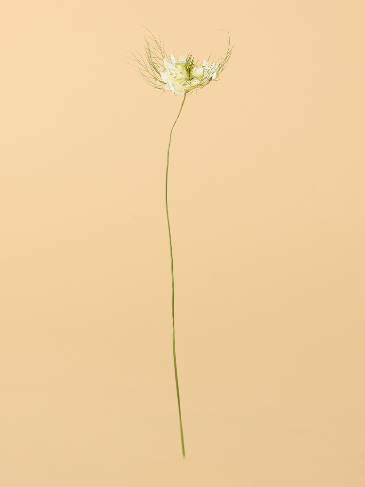 【高級ドライ】ニゲラ(白)　品種おまかせ1本