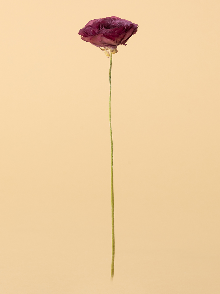 【高級ドライ】ラナンキュラス 紅てまり1本