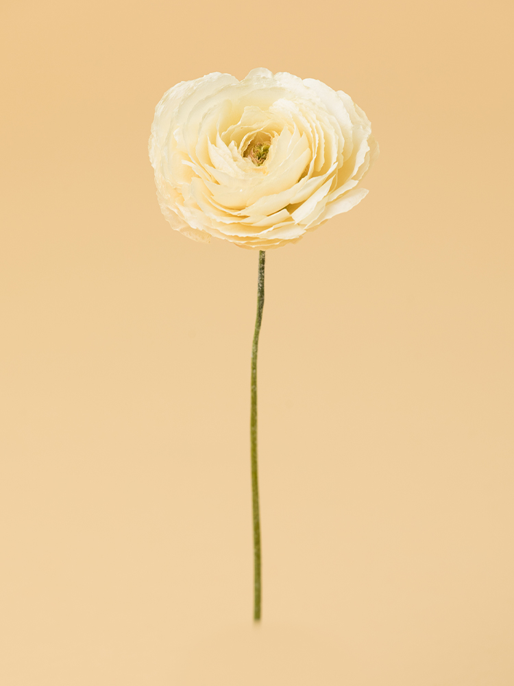 【高級ドライ】ラナンキュラス　モンタンベール1本