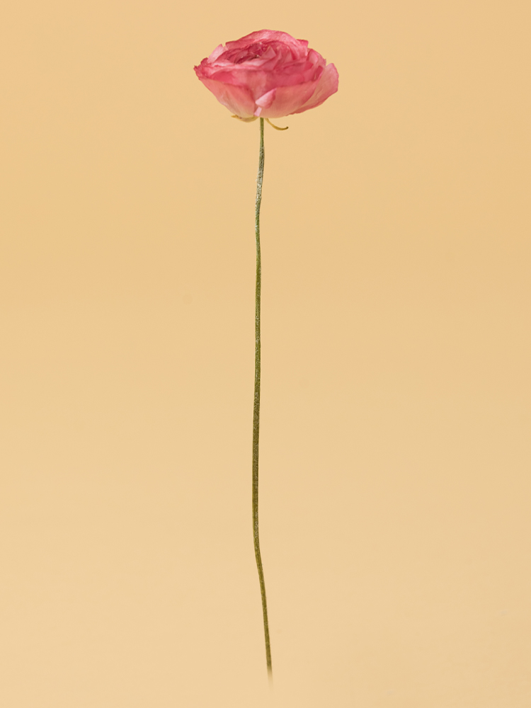 【高級ドライ】ラナンキュラス 竜宮さんご1本