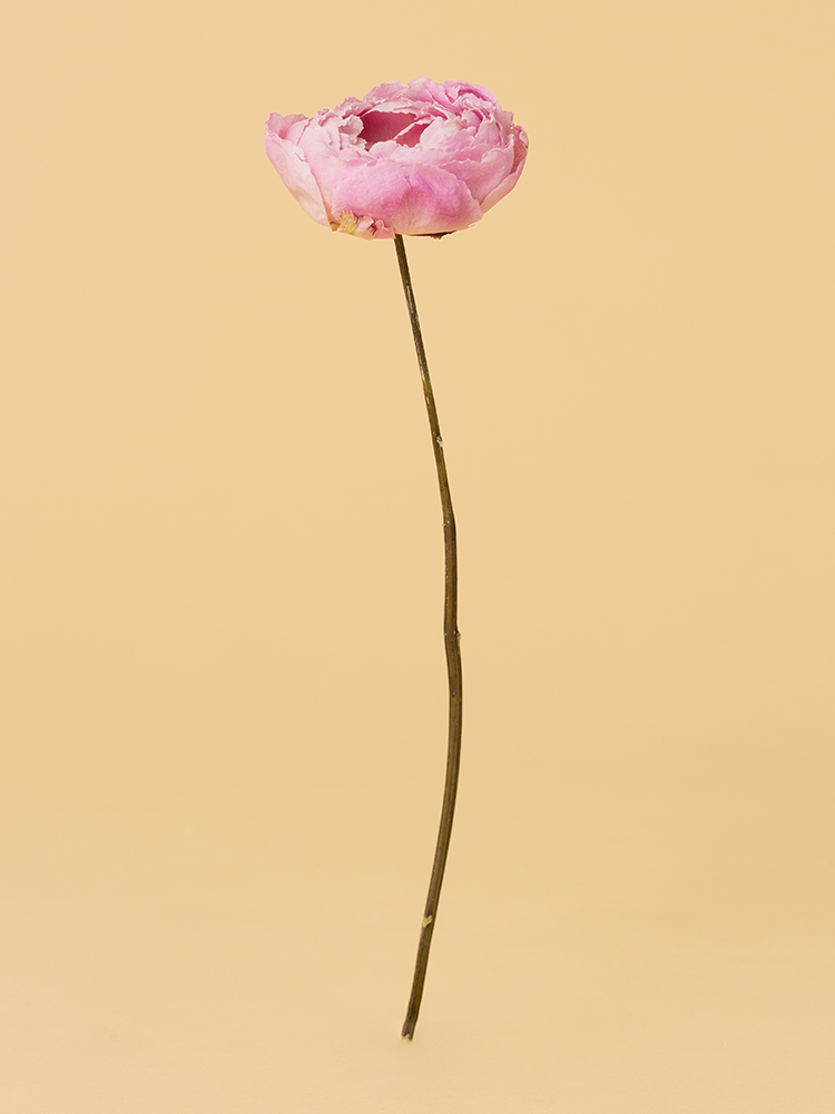 【高級ドライ】シャクヤク　ルーズベルト1本