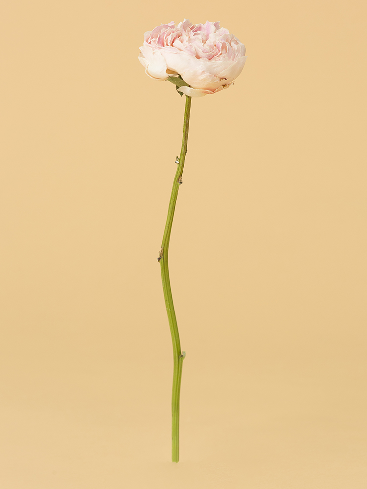 【高級ドライ】シャクヤク　滝の粧1本