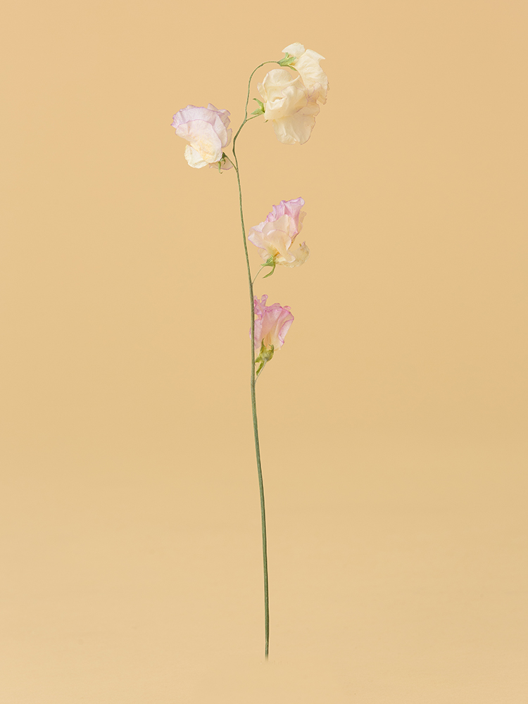 【高級ドライ】スイートピー エンジェルキッス1本