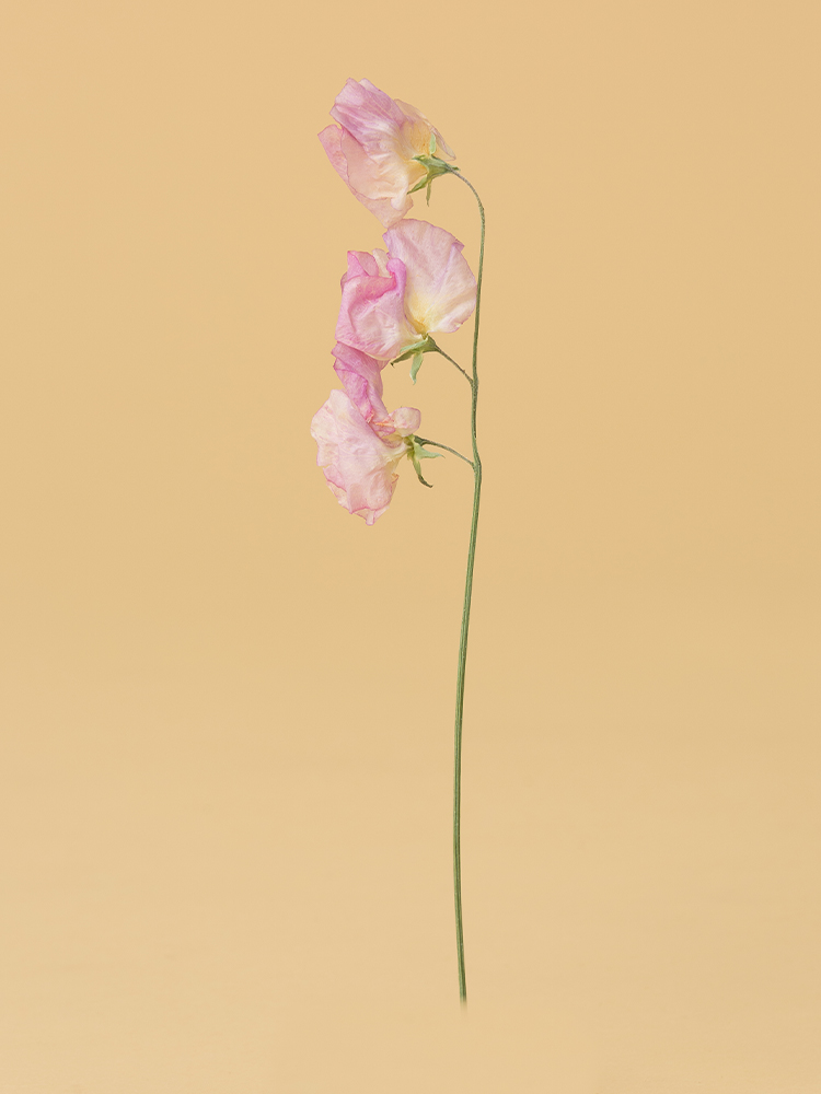 【高級ドライ】スイートピー　ダイアナ1本