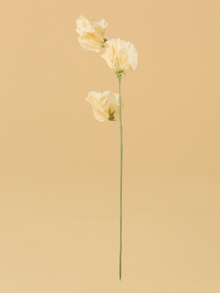 高級ドライ】スイートピー(白) 品種おまかせ【40cm】｜Flower