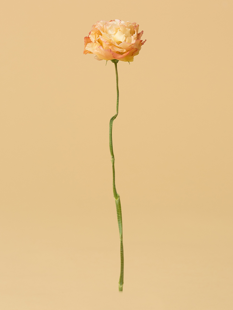 【高級ドライ】トルコキキョウ・フリンジ(アプリコット)1本