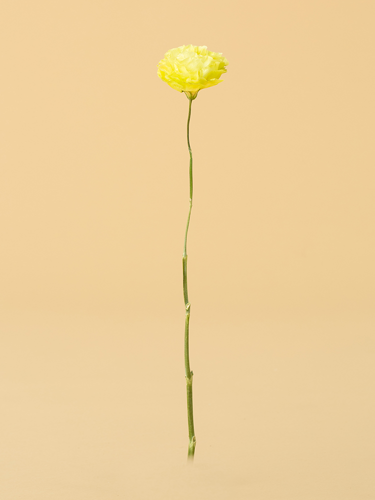 【高級ドライ】トルコキキョウ・フリンジ(緑) 品種おまかせ1本