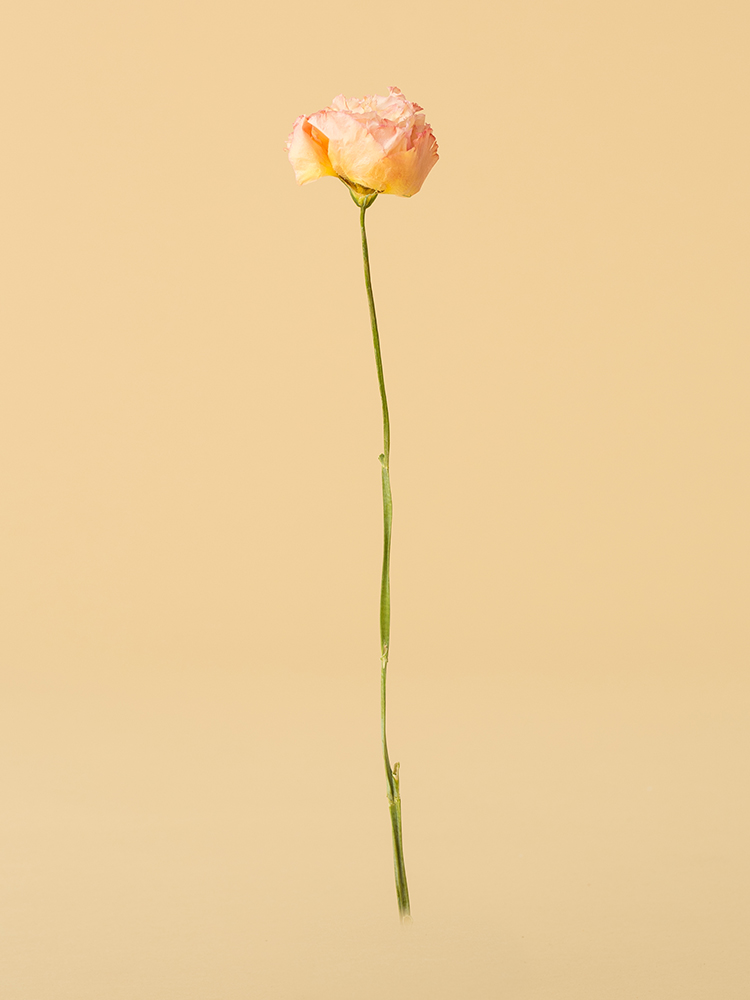 【高級ドライ】トルコキキョウ・フリンジ(ピンク) 品種おまかせ1本