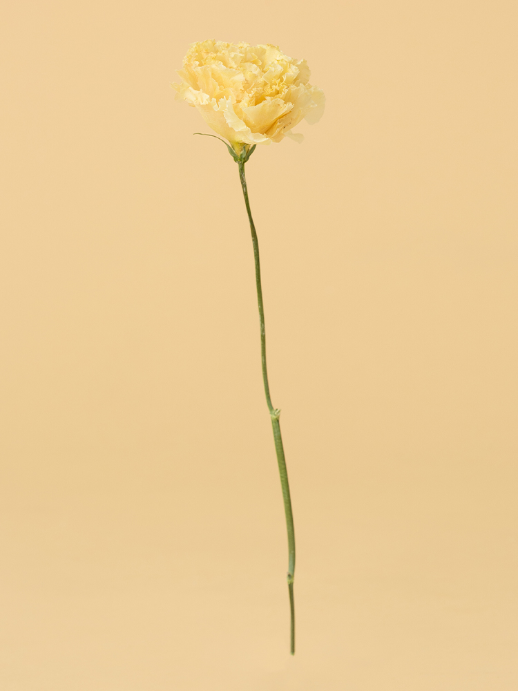 高級ドライ】トルコキキョウ(フリンジ)白 品種おまかせ【50cm