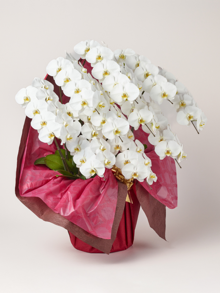 胡蝶蘭 大輪 白 10本立ち 90輪以上右