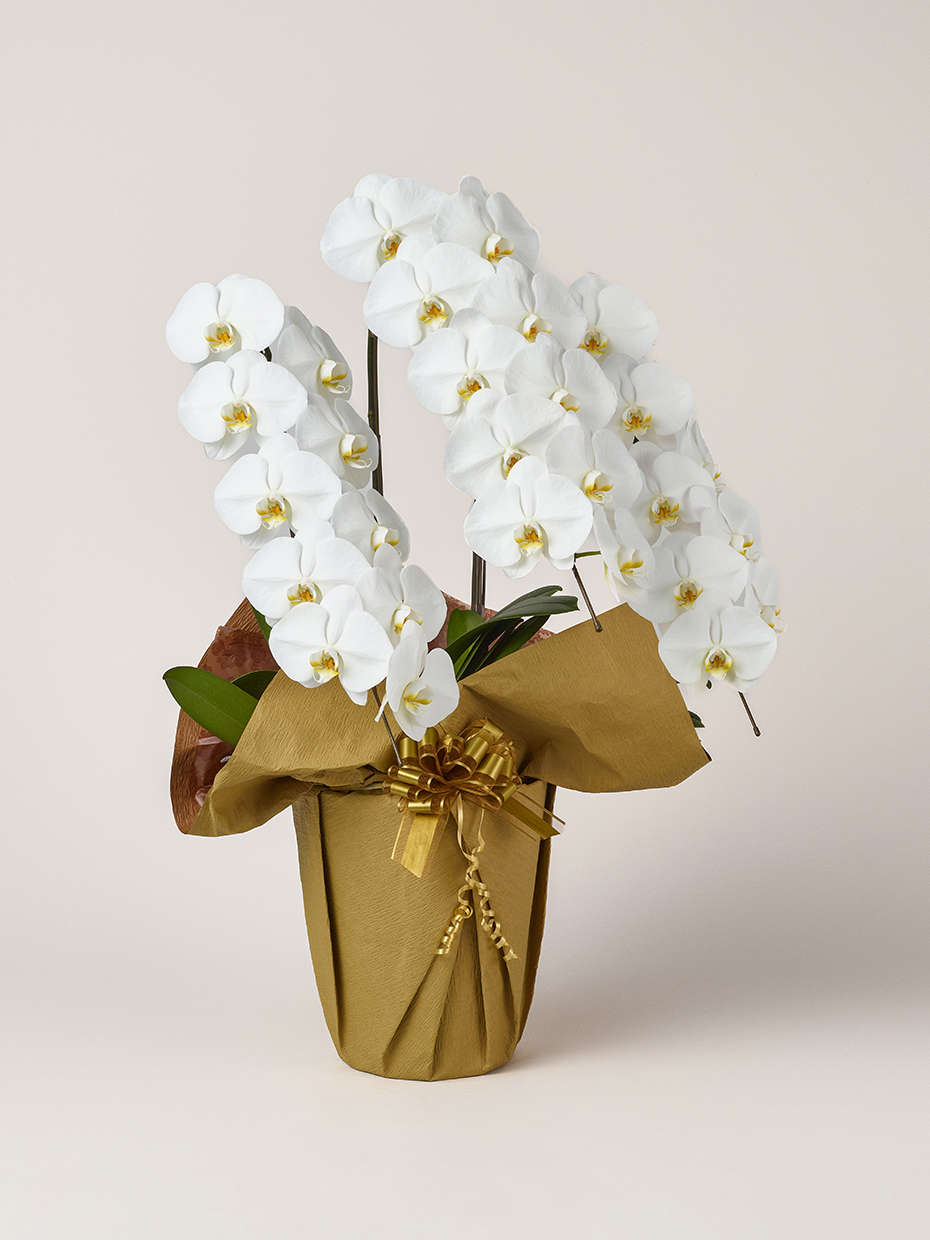 胡蝶蘭 大輪 白 3本立ち 30輪以上右