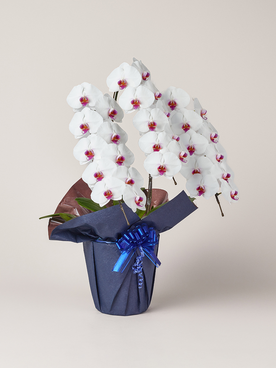 胡蝶蘭 大輪 赤リップ 3本立ち 30輪以上右