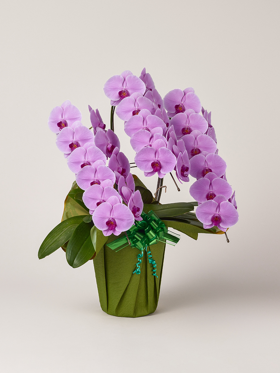 胡蝶蘭 大輪 ピンク 3本立ち 33輪以上右