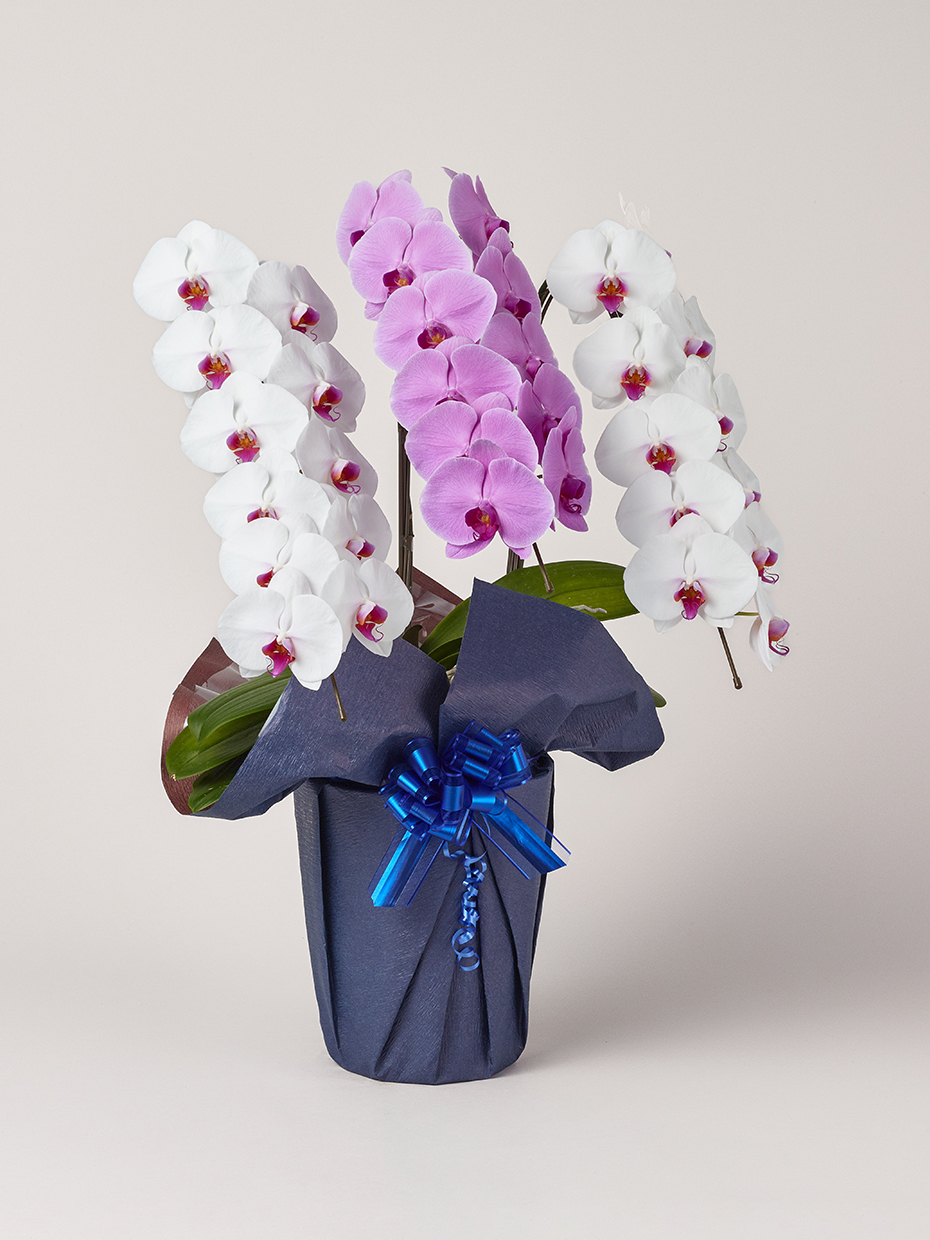 胡蝶蘭 大輪 MIX（赤リップ2/ピンク1） 3本立ち 33輪以上右