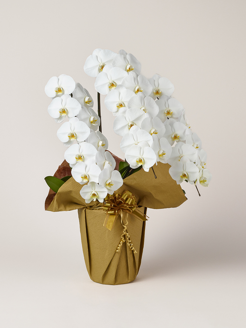 胡蝶蘭 大輪 白 3本立ち 33輪以上右