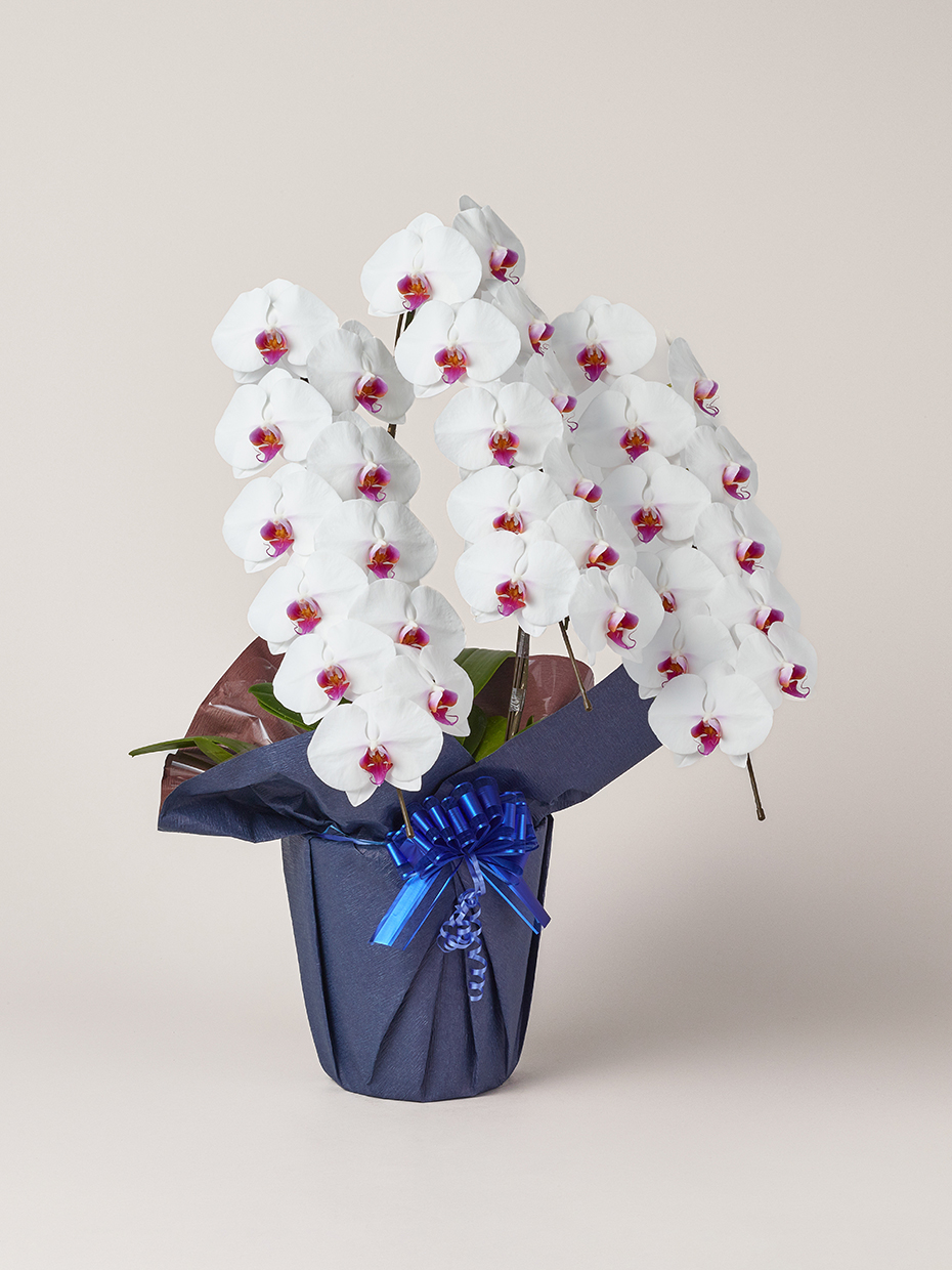 胡蝶蘭 大輪 赤リップ 3本立ち 33輪以上右