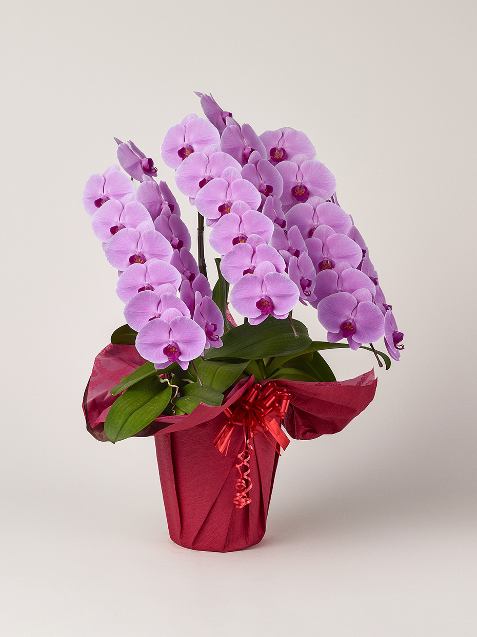 大輪胡蝶蘭ピンクルージュ８寸3本立陶器鉢入り新品 大輪胡蝶蘭ピンクルージュ8寸3本立陶器鉢入り新品 - メルカリ