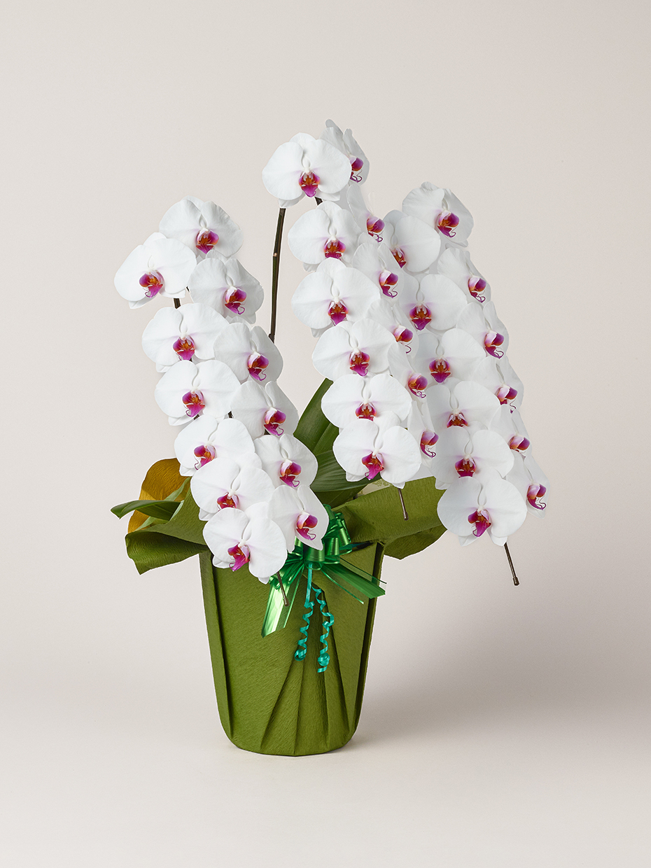 胡蝶蘭 大輪 赤リップ 3本立ち 36輪以上右