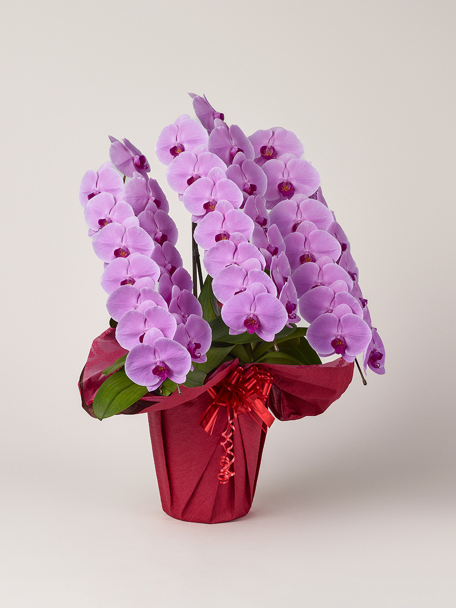 胡蝶蘭 大輪 ピンク 3本立ち 42輪以上右