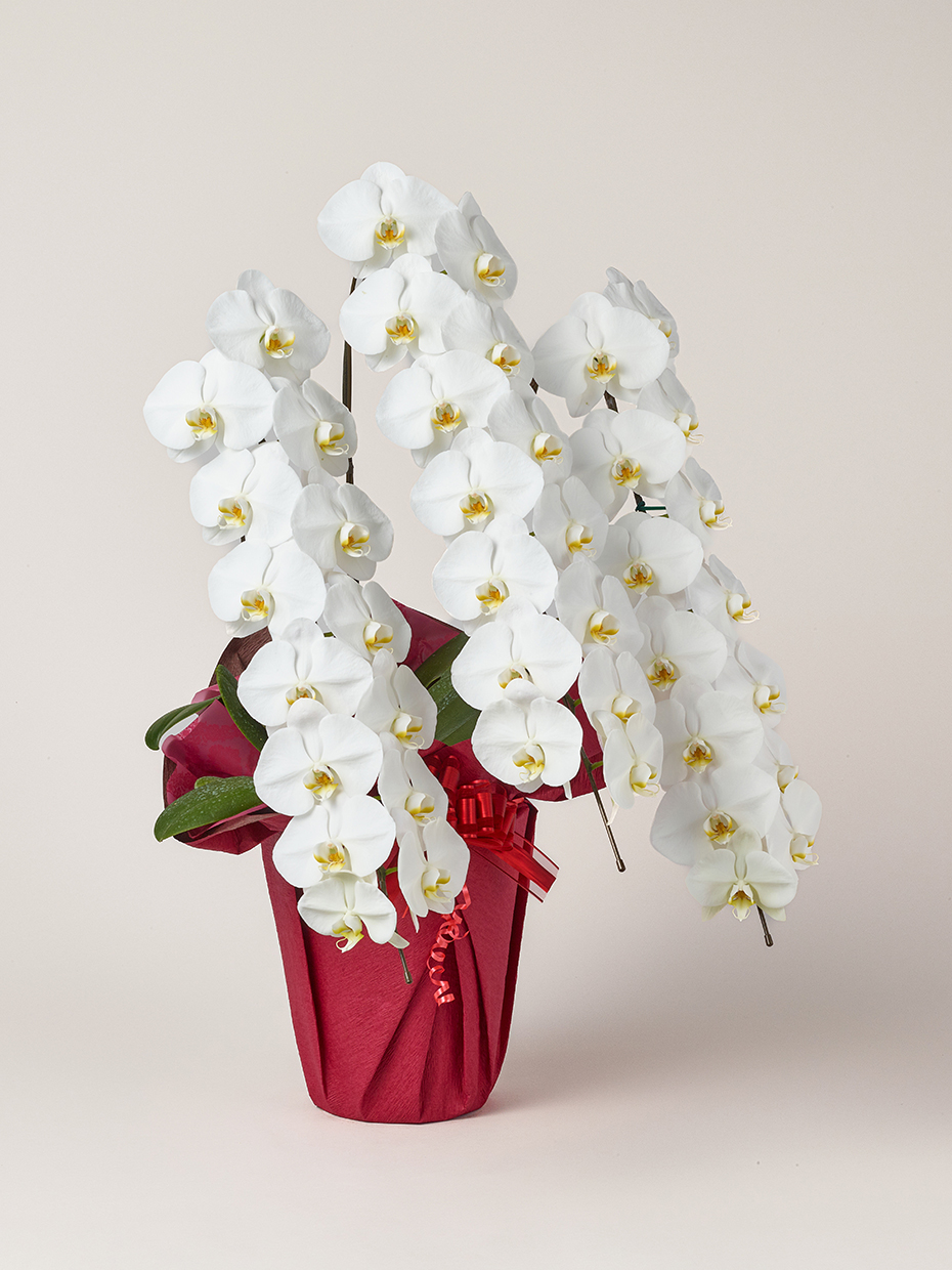 胡蝶蘭 大輪 白 3本立ち 42輪以上右