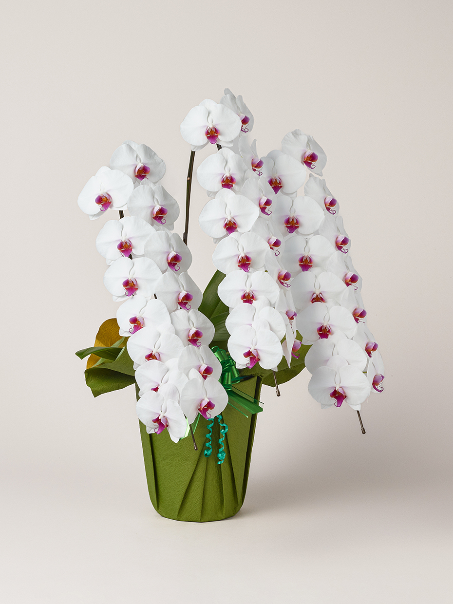 胡蝶蘭 大輪 赤リップ 3本立ち 42輪以上右