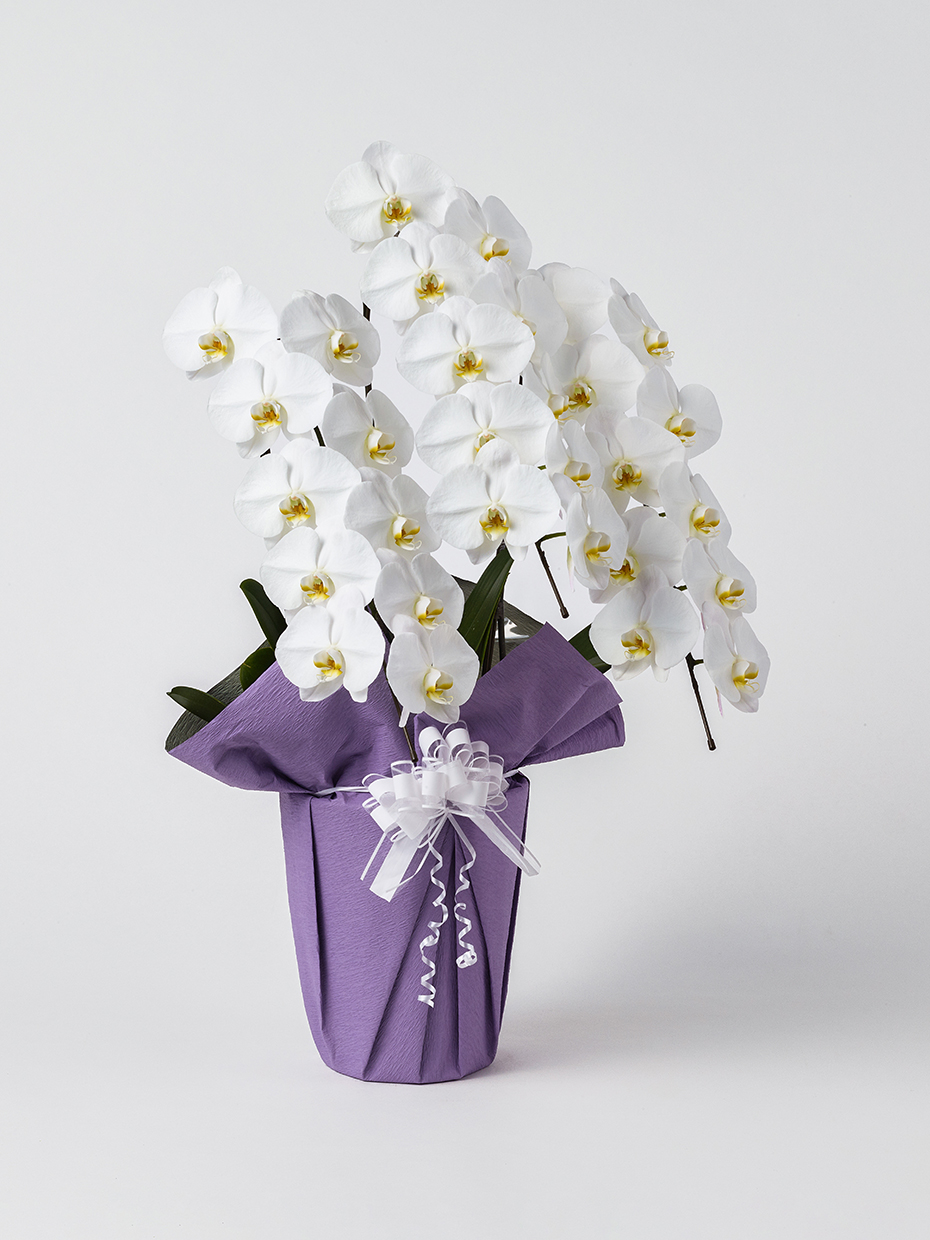 【お供え】胡蝶蘭 大輪 白 3本立ち 30輪以上右