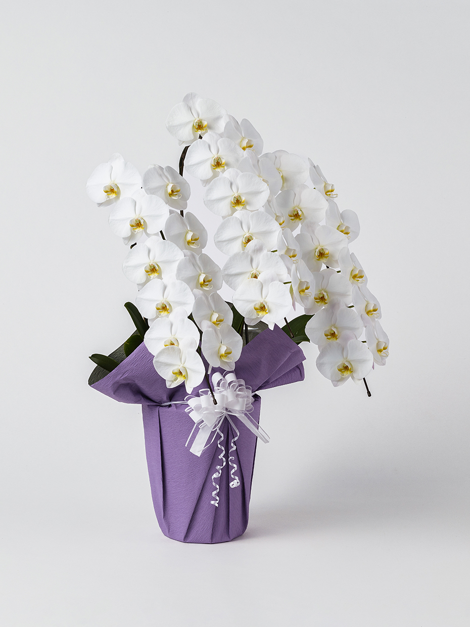 【お供え】胡蝶蘭 大輪 白 3本立ち 33輪以上右