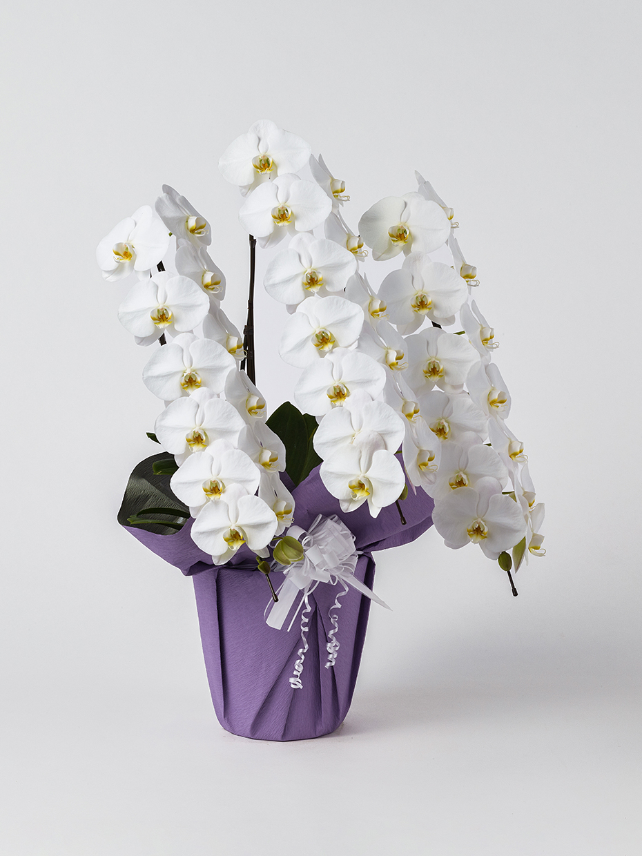 【お供え】胡蝶蘭 大輪 白 3本立ち 42輪以上右