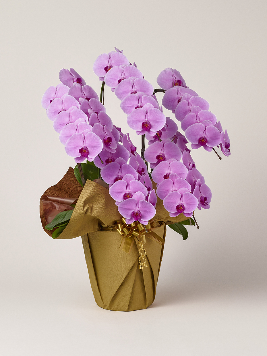 胡蝶蘭 大輪 ピンク 5本立ち 50輪以上右