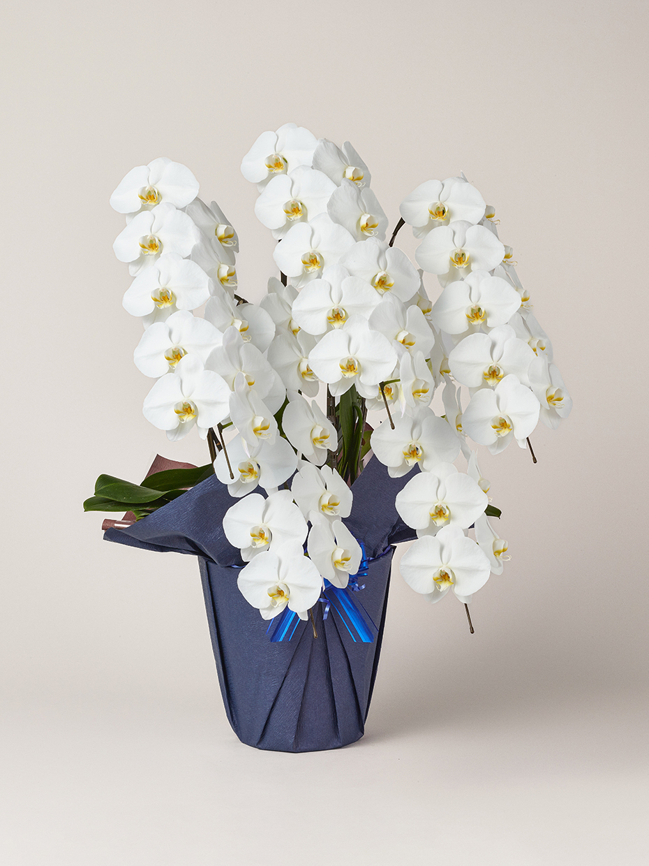胡蝶蘭 大輪 白 5本立ち 50輪以上右