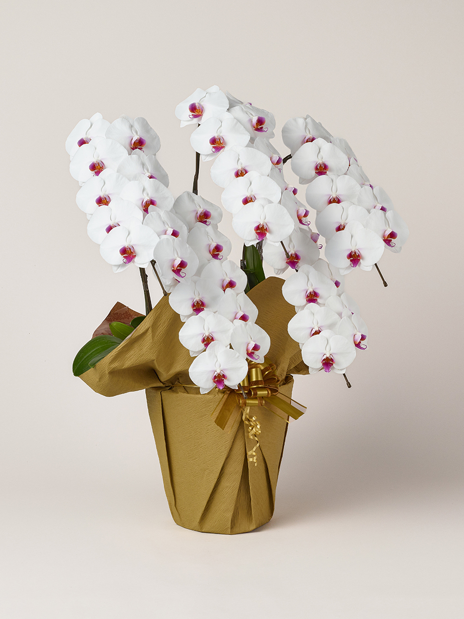 胡蝶蘭 大輪 赤リップ 5本立ち 50輪以上右