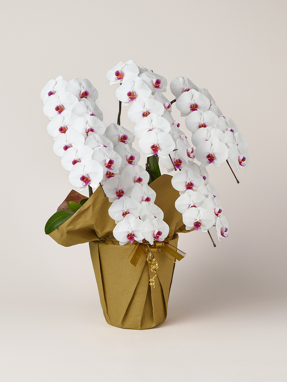 胡蝶蘭 大輪 赤リップ 5本立ち 55輪以上右