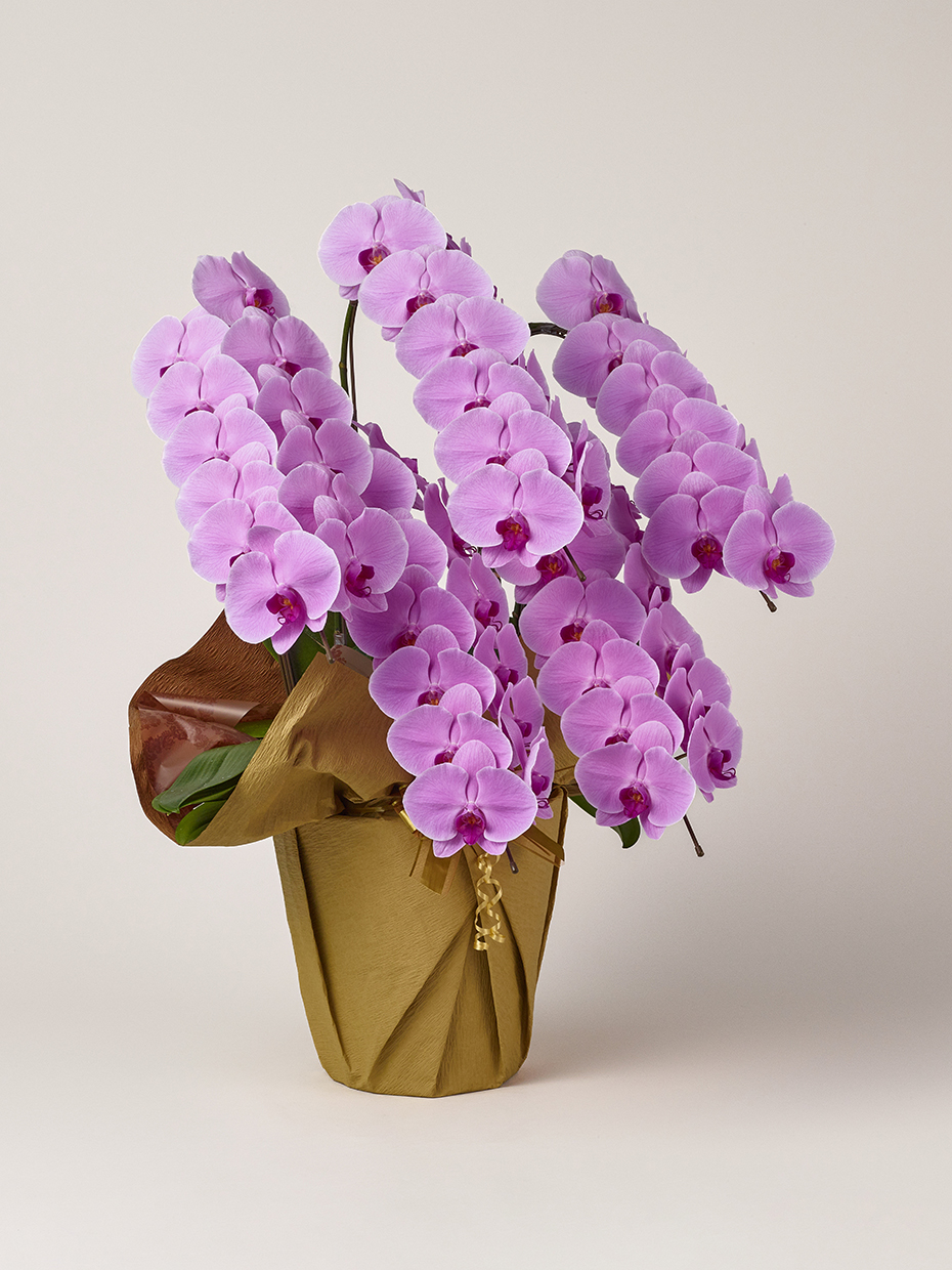 胡蝶蘭 大輪 ピンク 5本立ち 60輪以上右