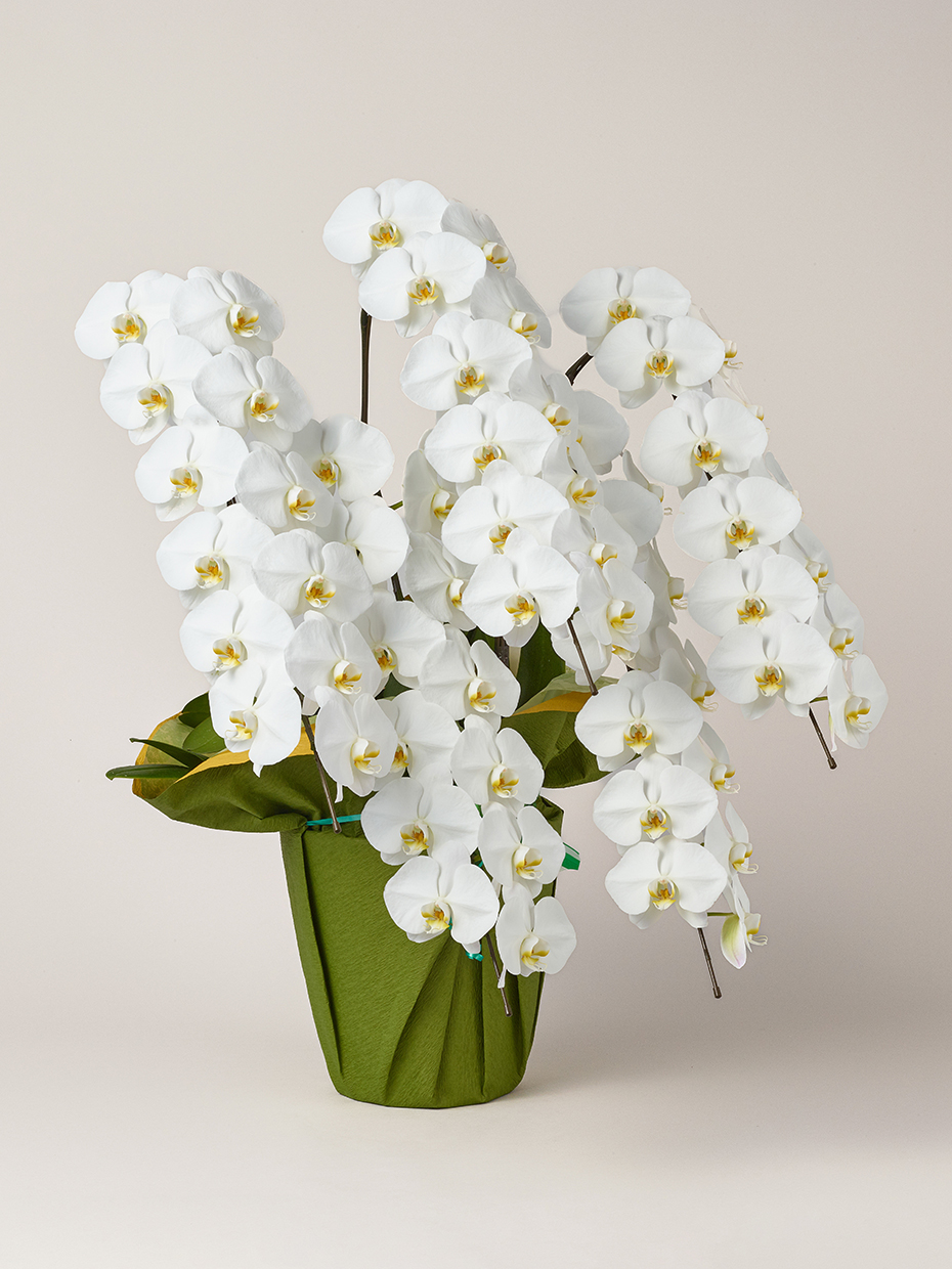 胡蝶蘭 大輪 白 5本立ち 60輪以上右