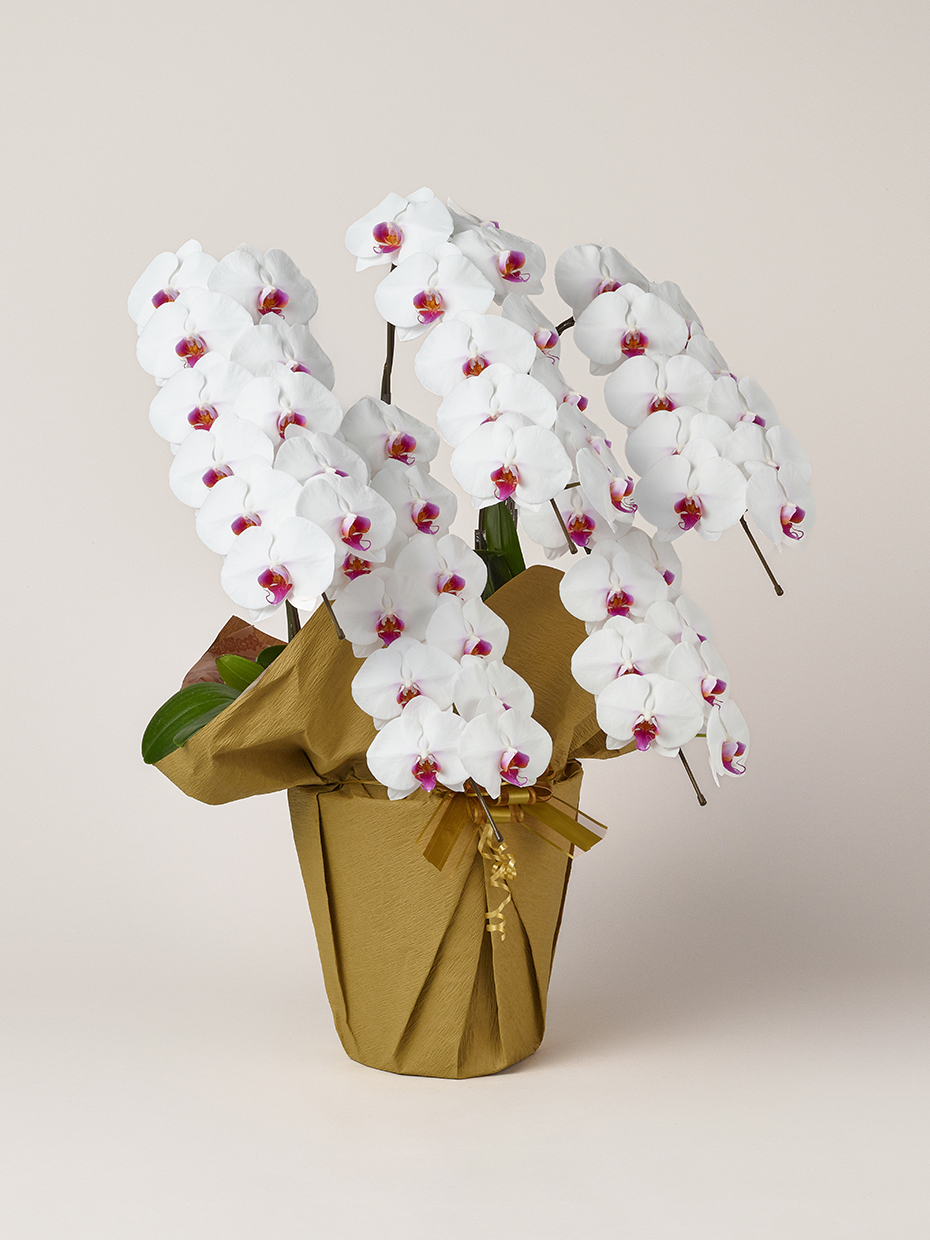 胡蝶蘭 大輪 赤リップ 5本立ち 60輪以上右