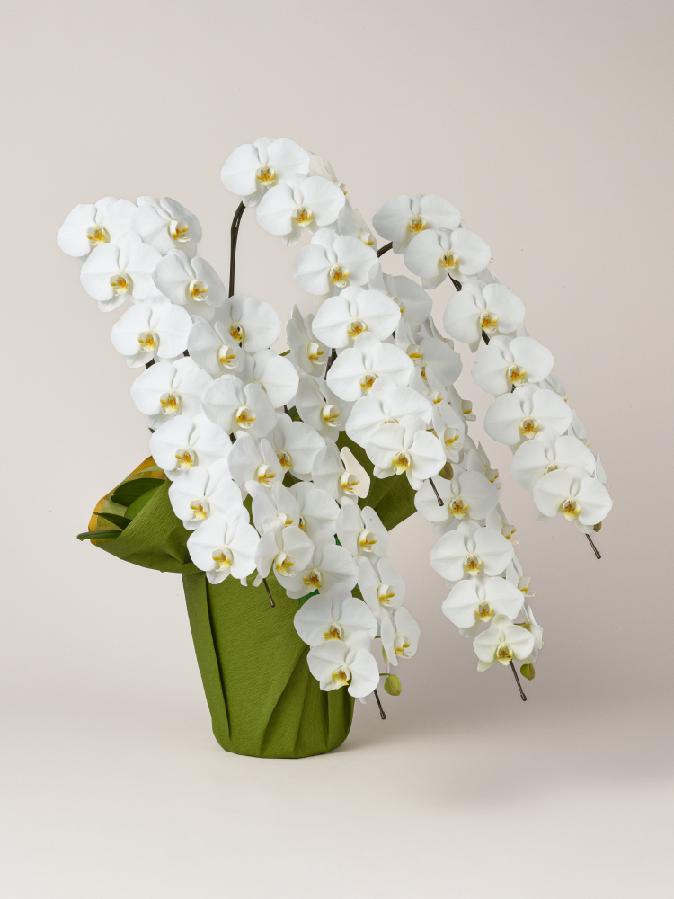 胡蝶蘭 大輪 白 5本立ち 70輪以上右