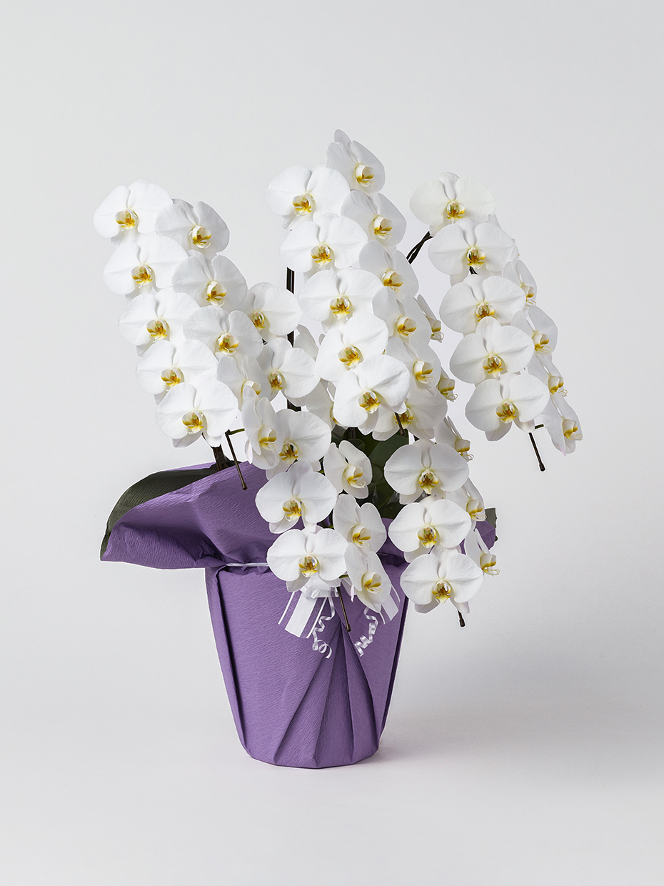 【お供え】胡蝶蘭 大輪 白 5本立ち 50輪以上右