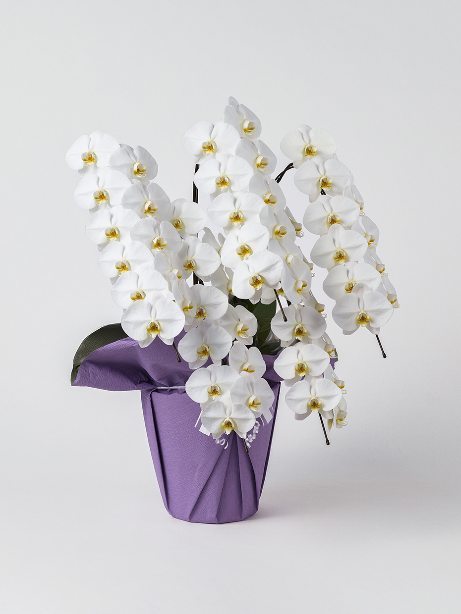 【お供え】胡蝶蘭 大輪 白 5本立ち 55輪以上右